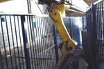 Fanuc Manipulation robot