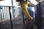 Fanuc Manipulation robot